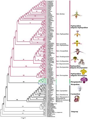 The ecological adaptation of the unparalleled plastome character evolution in slipper orchids